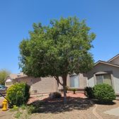 Tree Trimming